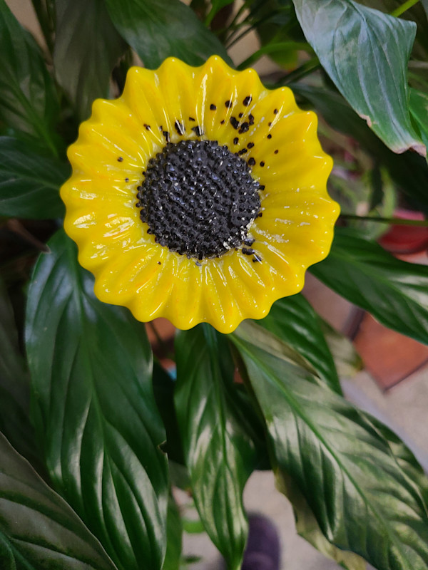 Plant Pick-Yellow Sunflower by Kathy Kollenburn