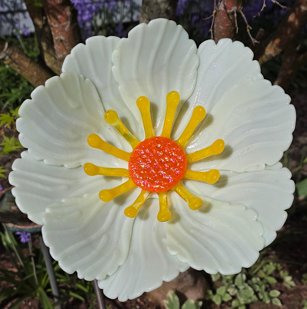 Garden Flower-Cream with Yellow Stamens and Orange Dichroic Center by Kathy Kollenburn
