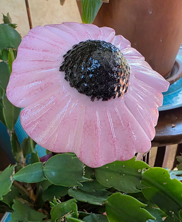 Plant Pick-Pink Coneflower by Kathy Kollenburn