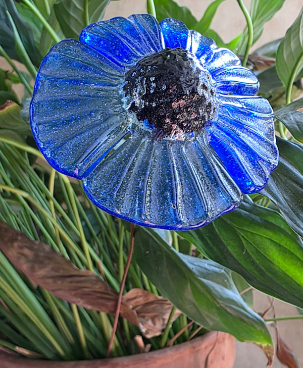 Plant Pick-Sky Blue Coneflower by Kathy Kollenburn
