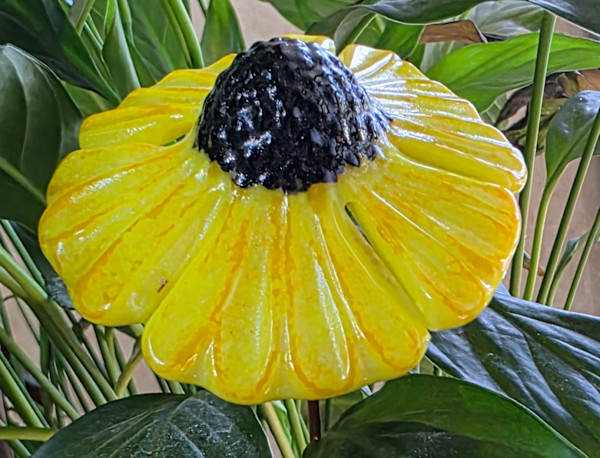 Plant Pick-Yellow Coneflower by Kathy Kollenburn