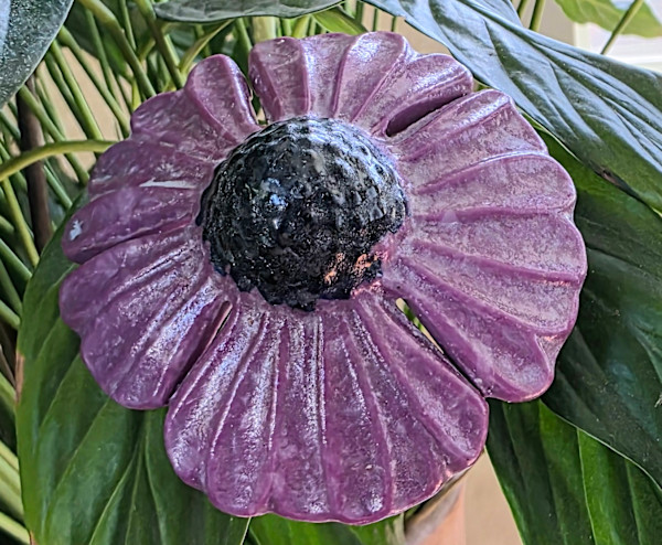 Plant Pick-Coneflower in Purple by Kathy Kollenburn