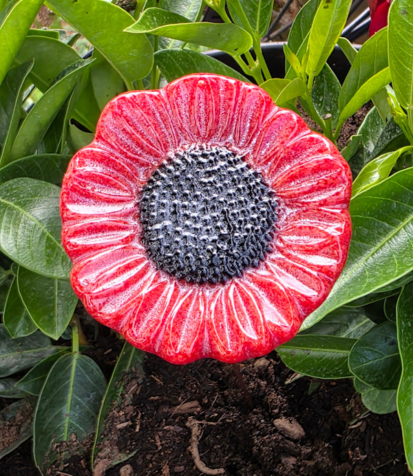 Plant Pick-Red Sunflower by Kathy Kollenburn