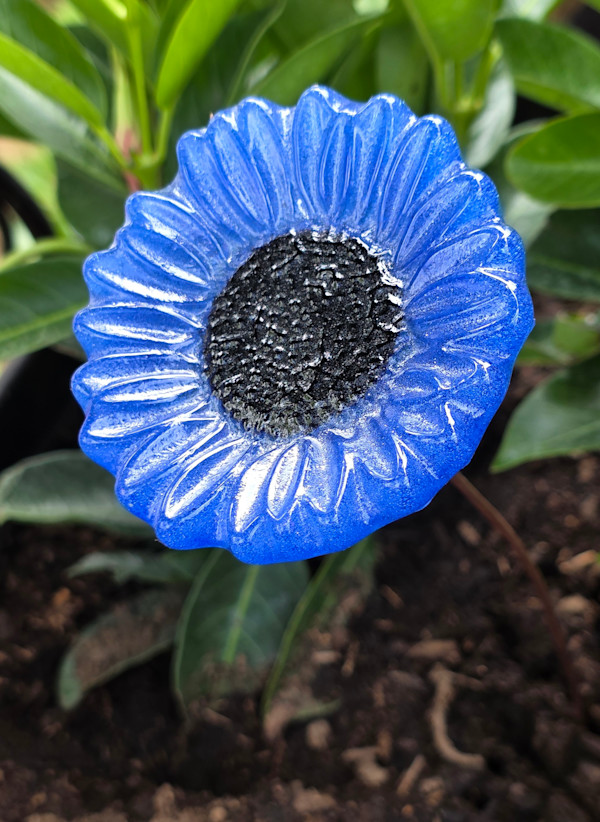 Plant Pick-Blue Sunflower by Kathy Kollenburn