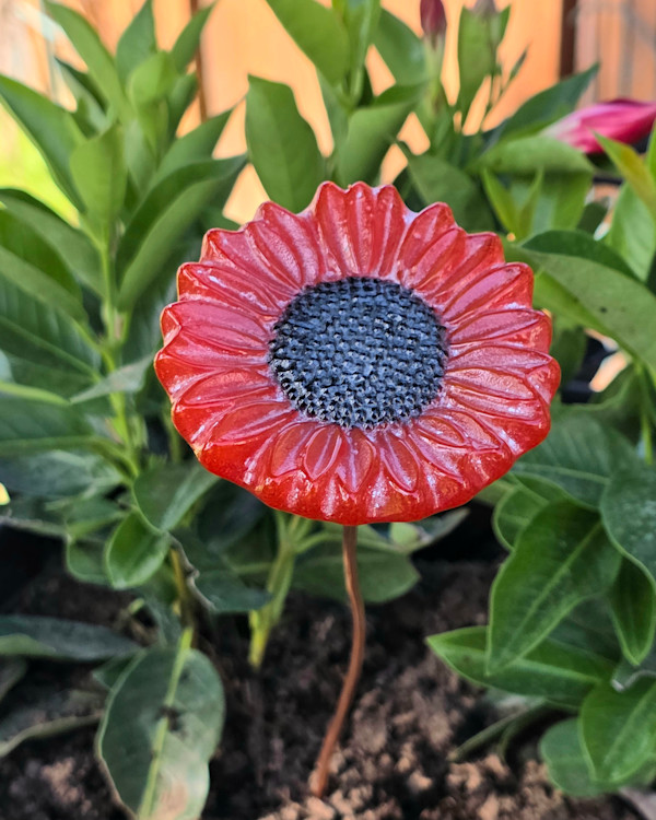 Plant Pick-Orange Sunflower by Kathy Kollenburn