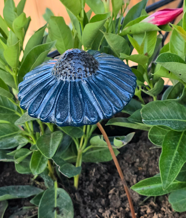 Plant Pick-Aquamarine Coneflower by Kathy Kollenburn