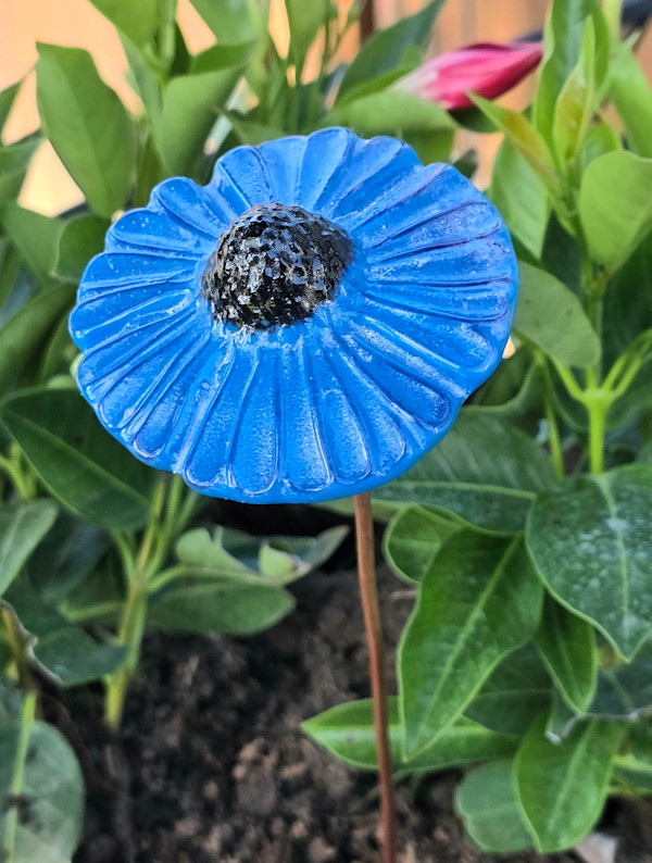 Plant Pick-Egyptian Blue Coneflower by Kathy Kollenburn