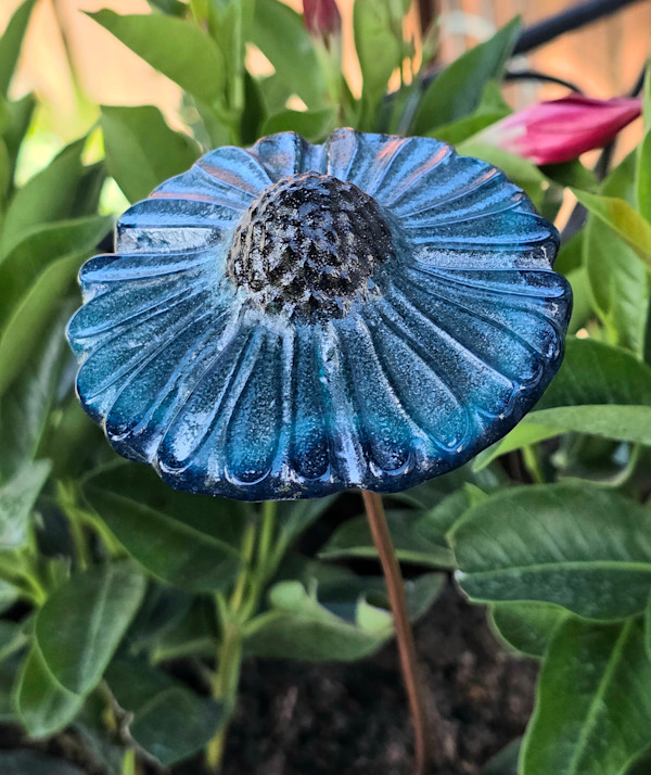 Plant Pick-Aquamarine Coneflower by Kathy Kollenburn