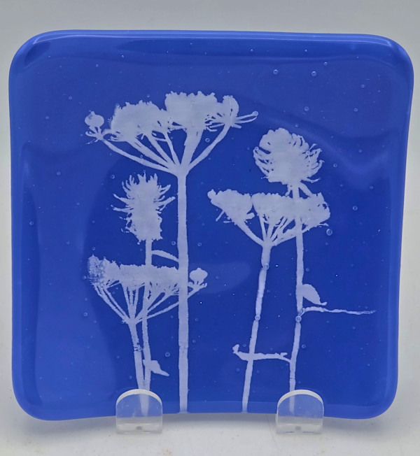 Small Plate-Queen Anne's Lace on Periwinkle by Kathy Kollenburn