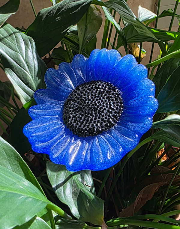 Plant Pick-Cobalt Sunflower by Kathy Kollenburn