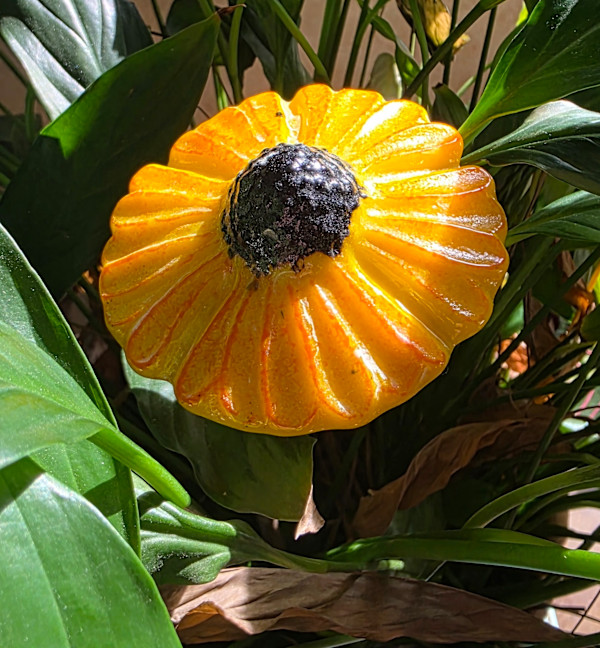 Plant Pick-Yellow/Orange Coneflower by Kathy Kollenburn