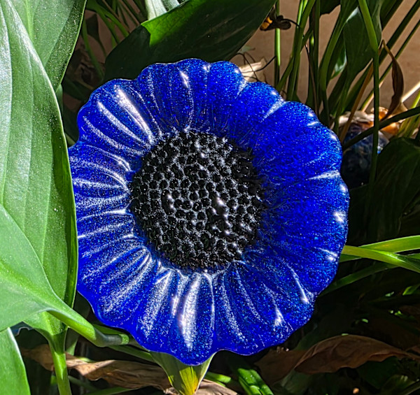 Plant Pick-Cobalt Sunflower by Kathy Kollenburn