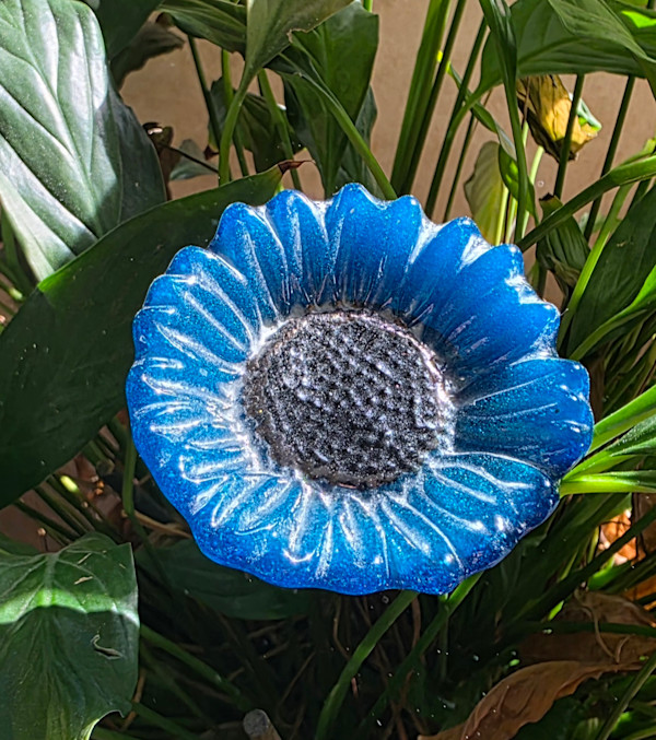 Plant Pick-Teal Blue Sunflower by Kathy Kollenburn
