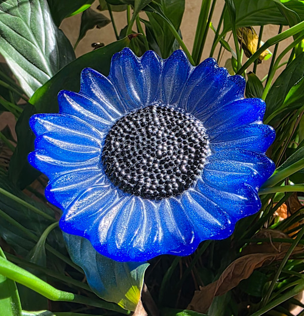 Plant Pick-Sky Blue Sunflower by Kathy Kollenburn