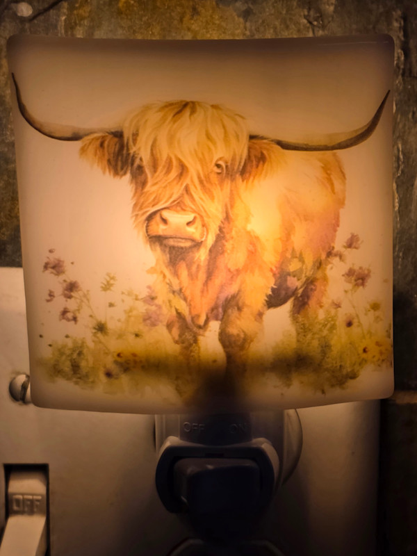 Nightlight-Highland Cow by Kathy Kollenburn