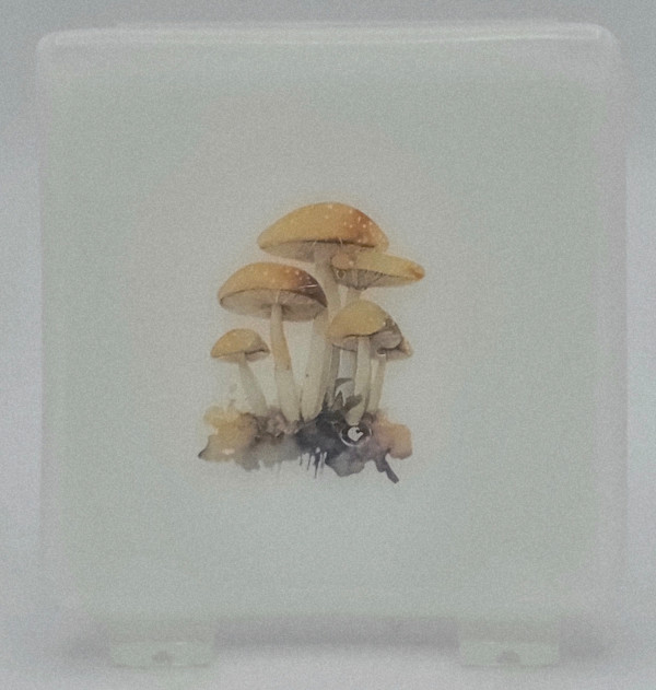 Small Plate-White with Mushrooms by Kathy Kollenburn