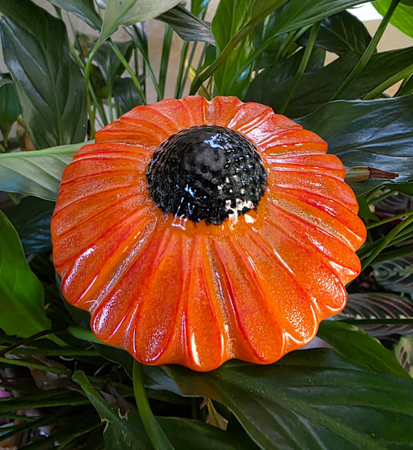 Plant Pick-Orange Coneflower by Kathy Kollenburn
