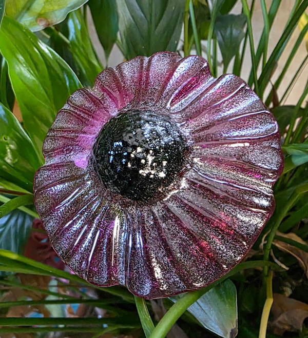 Plant Pick-Purple Coneflower by Kathy Kollenburn