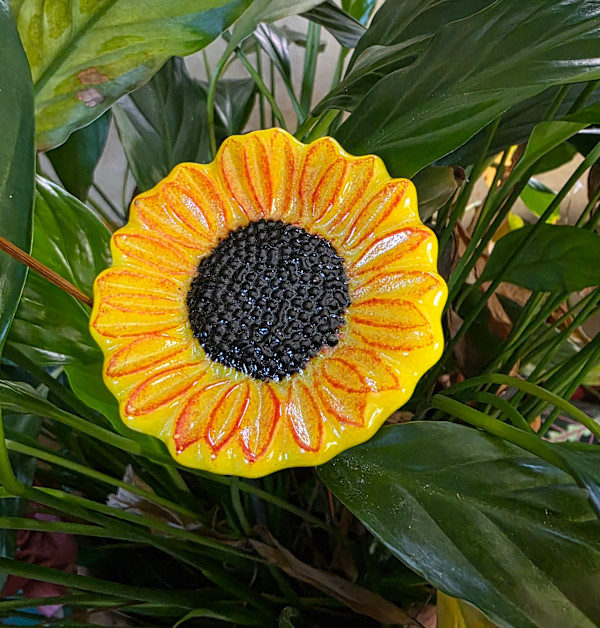 Plant Pick-Yellow Sunflower by Kathy Kollenburn