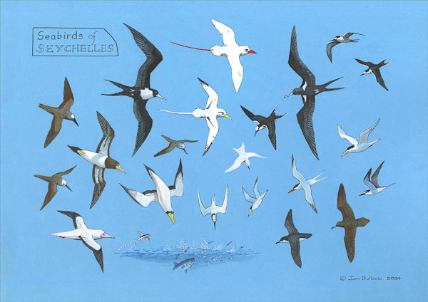 Seychelles Seabirds by Ian Bullock