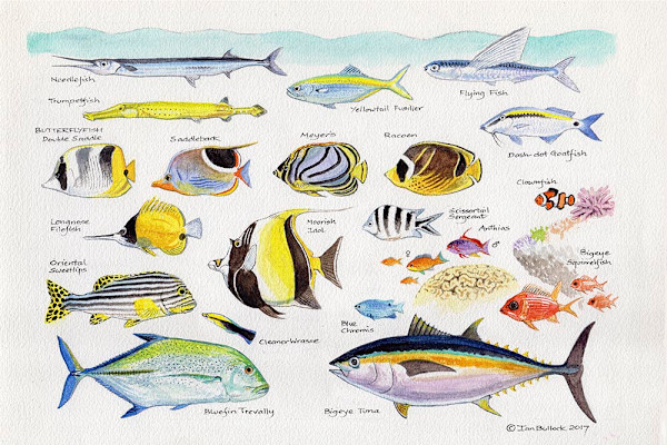 Reef Fish by Ian Bullock