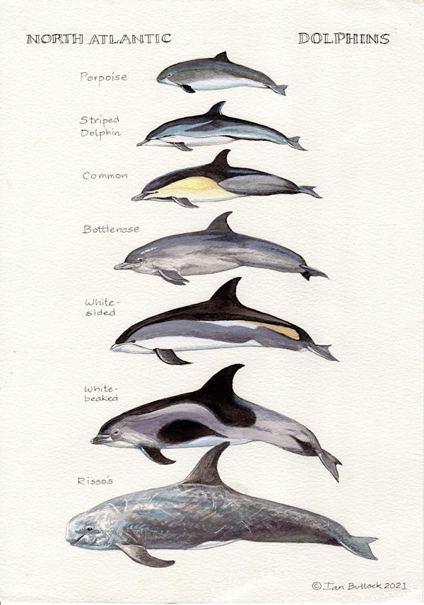 North Atlantic Dolphins by Ian Bullock