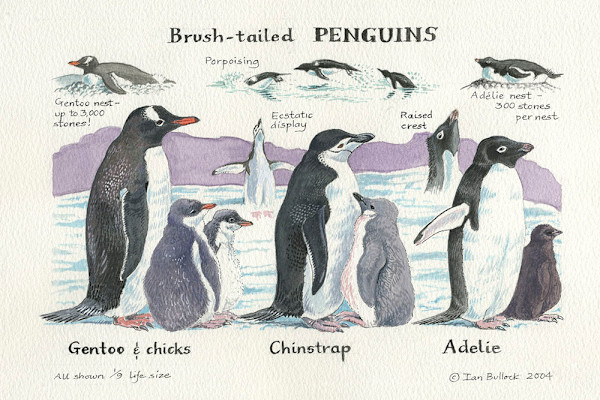 Brush-Tailed Penguins by Ian Bullock