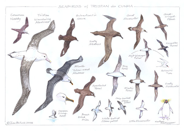 Seabirds of Tristan da Cunha by Ian Bullock