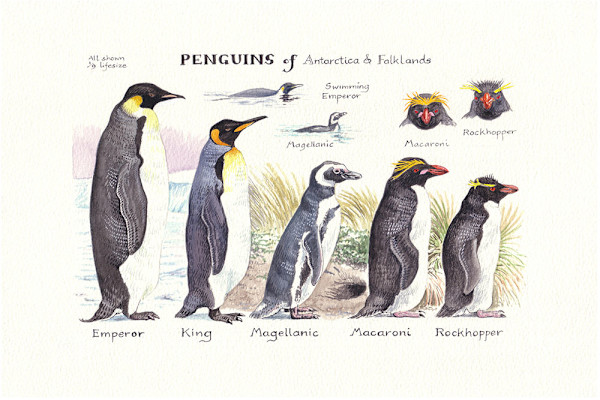 Penguins of Antarctica & Falklands by Ian Bullock