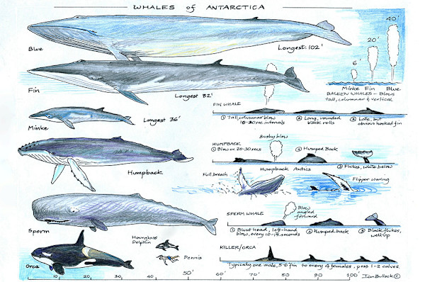 Whales of Antarctica 3 by Ian Bullock, Image 1.
