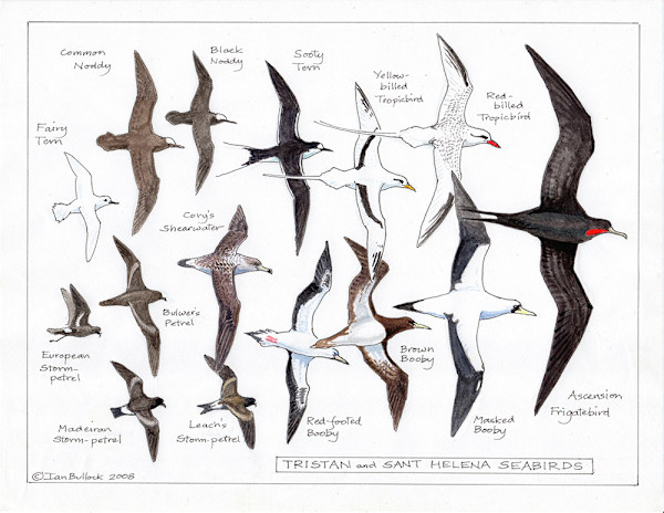 Tristan and Sant Helena Seabirds by Ian Bullock