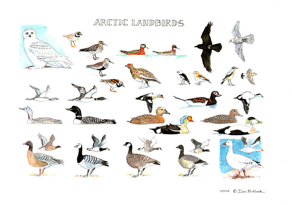 Arctic Landbirds by Ian Bullock
