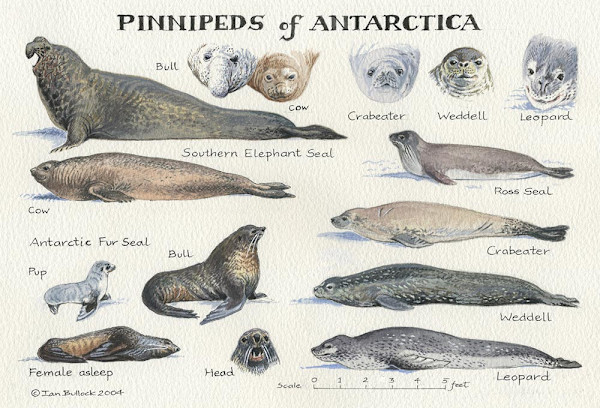 Pinnipeds of Antarctica by Ian Bullock