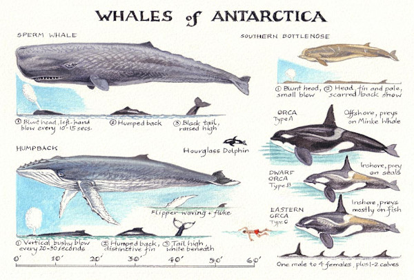 Whales of Antarctica 1 by Ian Bullock
