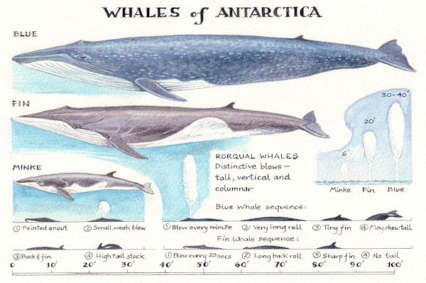Whales of Antarctica 2 by Ian Bullock