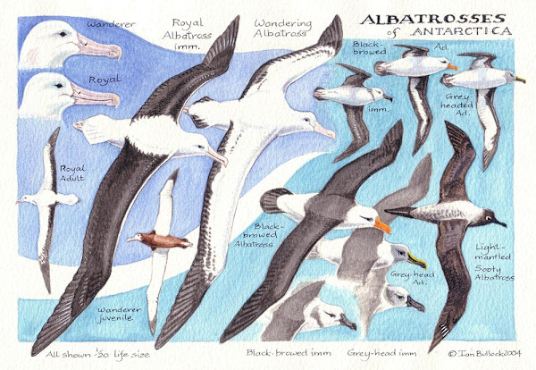 Albatrosses of Antarctica by Ian Bullock, Image 1.
