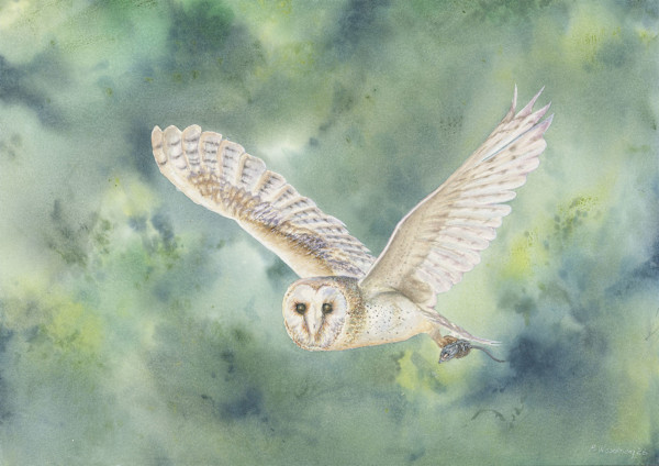 Barn Owl by Barry Woodman, Image 1.