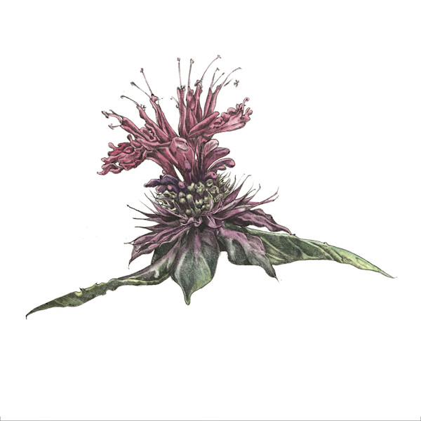Bee Balm by Ella Starling