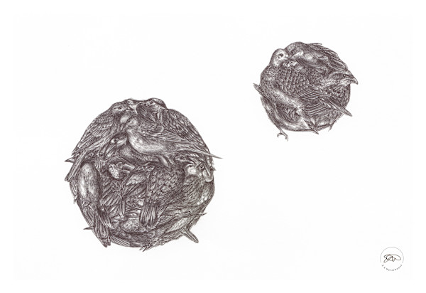 Spheres of Birds by Liz Waterhouse