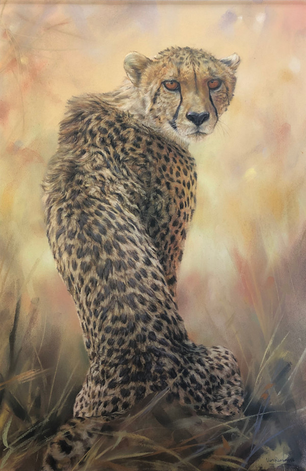 Cheetah looking back by Richard RensonWise