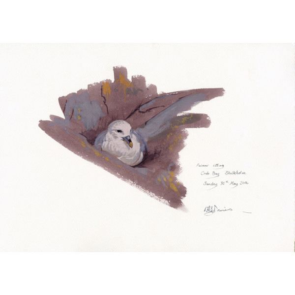 Fulmar sitting, Crab Bay, Skokholm by Rob Davies, Image 1.