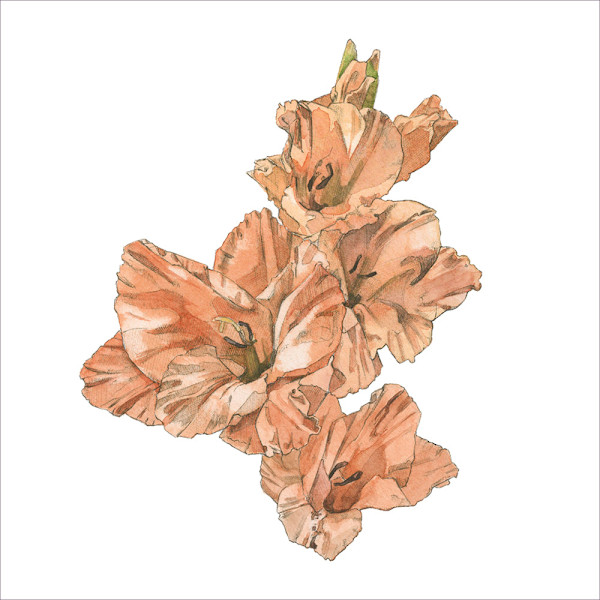 Gladiolus by Ella Starling