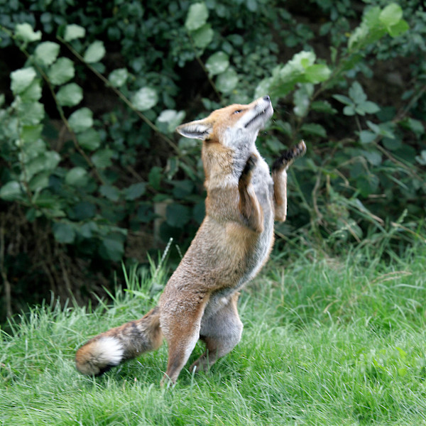 Joy by Heather Bennett, Image 1.