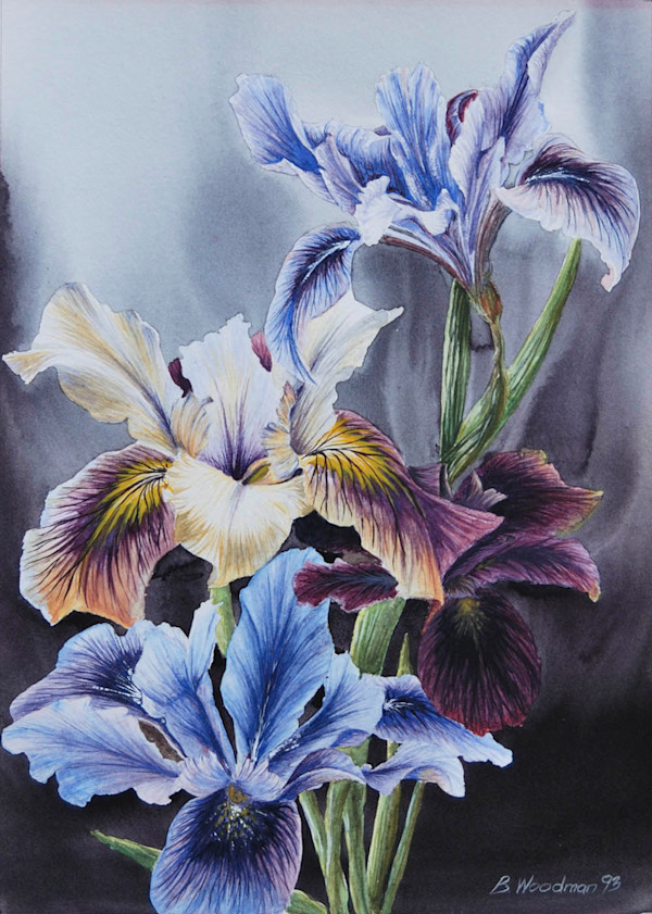 Irises by Barry Woodman