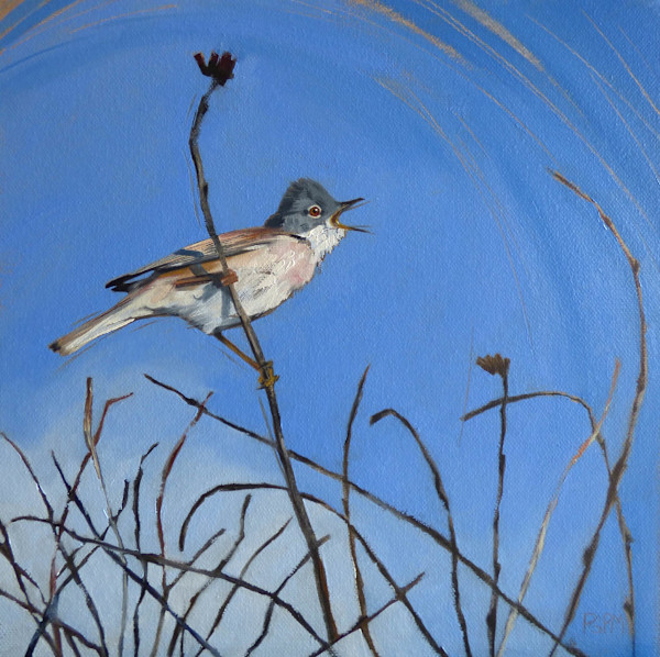Whitethroat by Philippa Mitchell, Image 1.