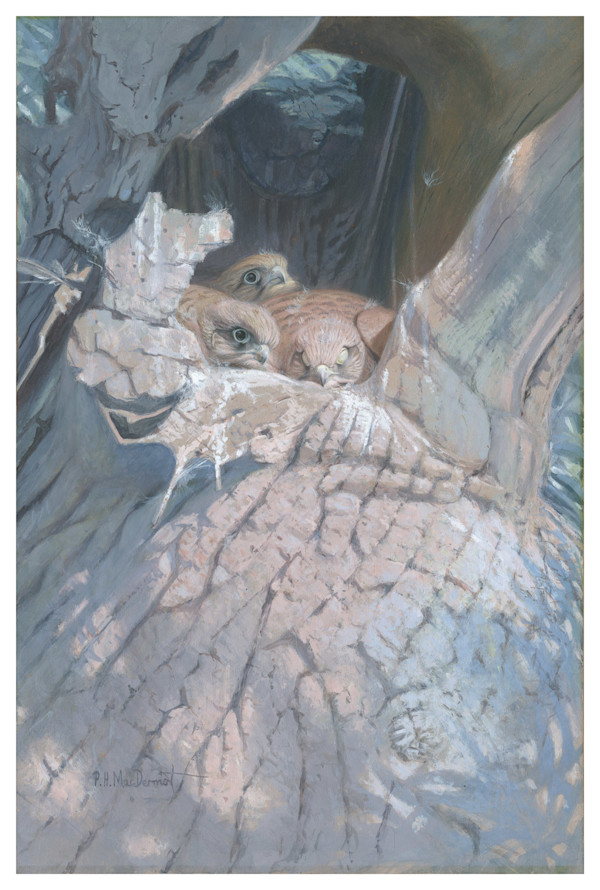 Hawk Nest, Baby Kestrels, limited edition print by Paul MacDermot, Image 1.