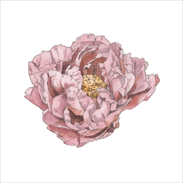 Peony by Ella Starling