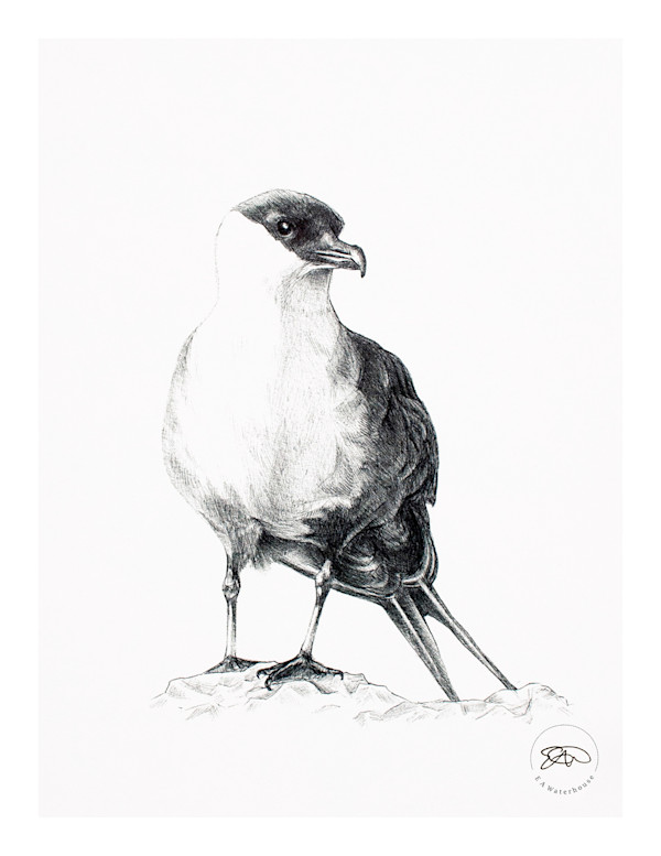 Arctic Skua by Liz Waterhouse