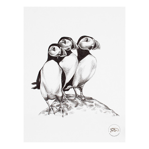 Puffins by Liz Waterhouse