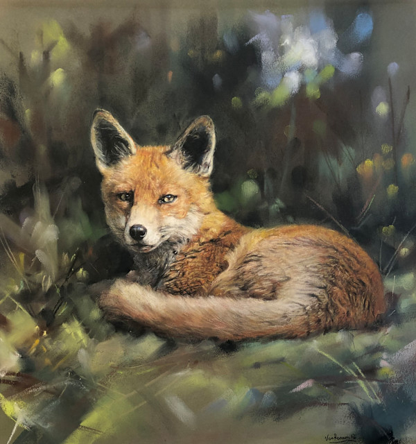 Red Fox by Richard RensonWise